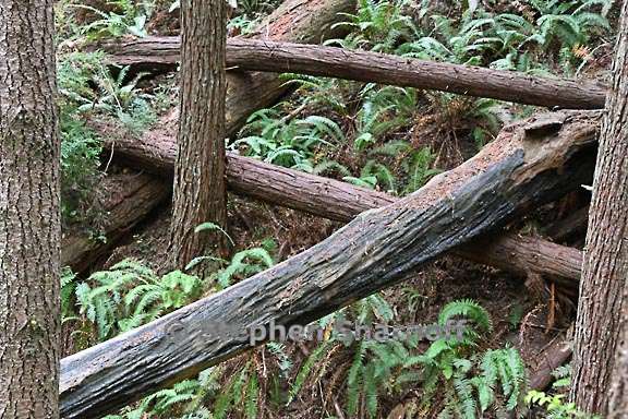 gulch view logs 2 graphic